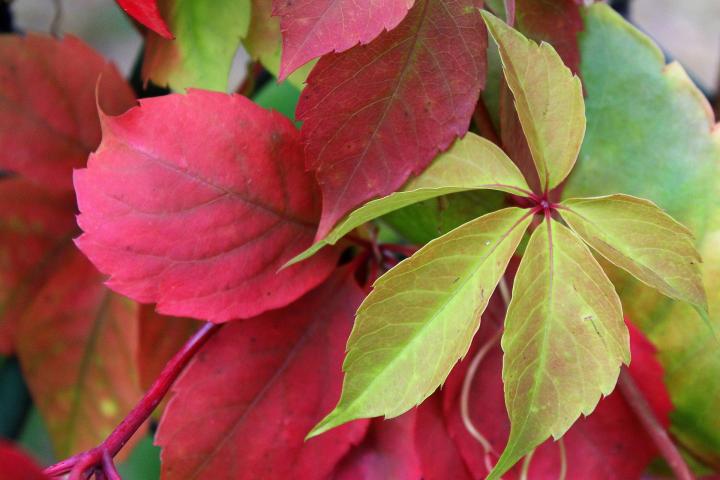 Virginia creeper